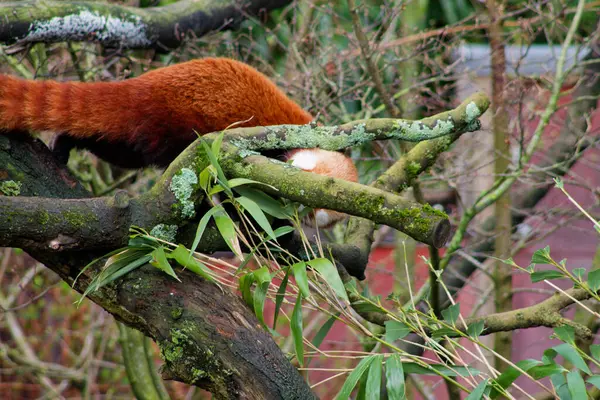 Bir kırmızı panda ağaç dalına tırmanıyor, kısmen yaprakların ve dalların arasına gizlenmiş. Canlı turuncu kürk yeşil yaprakla çelişiyor ve doğal bir manzara yaratıyor..