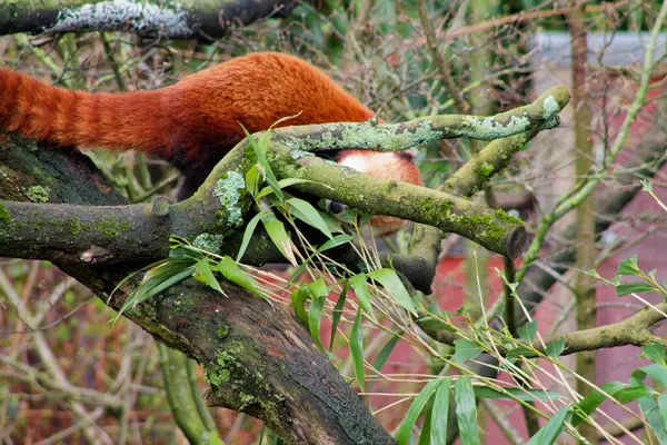 Çalı gibi turuncu kuyruğuyla dalların arasına kısmen gizlenmiş kırmızı bir panda. Panda yeşil bambu yaprakları ve ağaç dallarıyla çevrili, doğal bir yaşam ortamı sergiliyor..