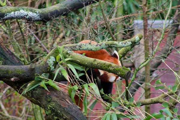 Yeşil yapraklar ve dallarla çevrili bir ağaç dalında dinlenen kırmızı bir panda. Hayvanın belirgin kırmızımsı kahverengi kürkü ve beyaz yüz izleri doğal ortama karıştığında kısmen görülebilir..