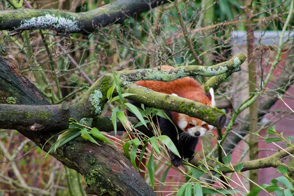 Bir kırmızı panda, bambu yapraklarıyla çevrili bir ağaç dalına tırmanıyor. Hayvanın kırmızı-kahverengi kürk mantosu var ve doğal bir yaşam alanına yerleştirilmiş, neşeli doğasını gözler önüne seriyor..