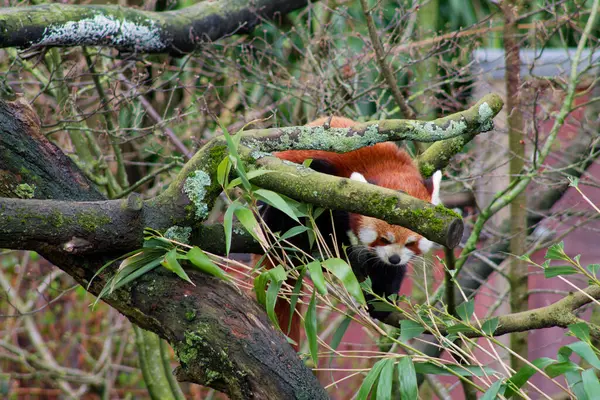 Yeşil yapraklarla çevrili bir ağaç dalında dinlenen kırmızı bir panda. Panda kırmızımsı kahverengi bir kürke sahip ve yaprakların arasına kısmen saklanmış, sakin ve doğal bir atmosfer yaratıyor..