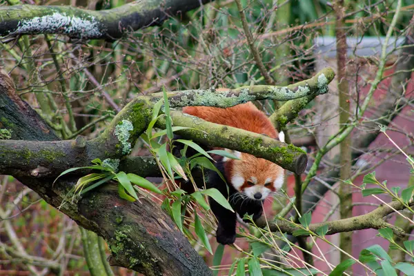 Yeşil yapraklarla çevrili bir ağaç dalına tırmanan kırmızı bir panda. Pandanın kırmızı-kahverengi kürk mantosu var ve dallarda geziniyor, neşeli doğasını gösteriyor..