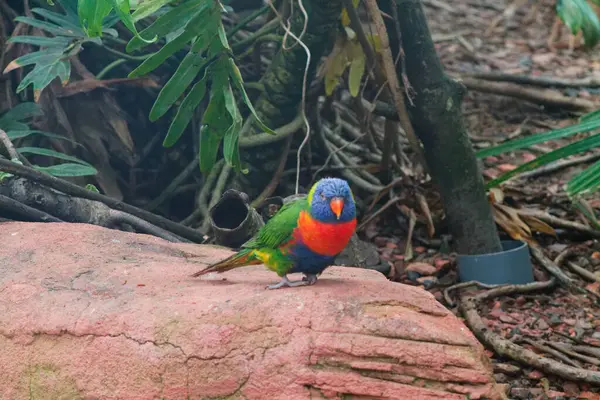 Canlı mavi bir kafası, turuncu göğsü ve yeşil gövdesi olan renkli bir kuş doğal bir ortamda bir kayanın üzerine tünemiş. Çevreleyen yapraklar tropikal bitki ve dalları içerir..