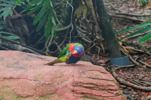 Yeşilliklerle çevrili, doğal bir ortamda bir kayanın üzerine tünemiş renkli bir lori. Kuş, yeşil, mavi ve turuncu tonlarda canlı tüyler sergiliyor ve sakin bir ortamda güzelliğini sergiliyor..
