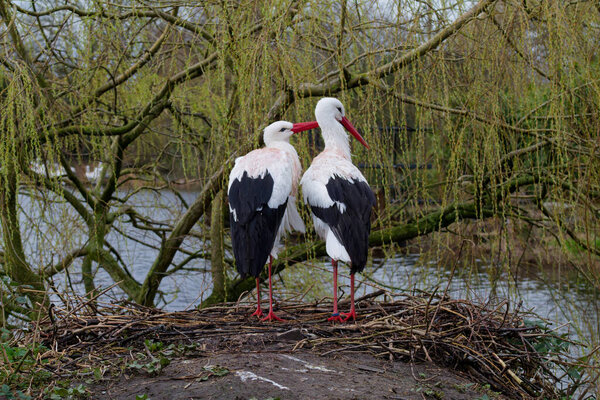 Two storks standing close together on a nest, surrounded by branches and greenery, near a body of water.