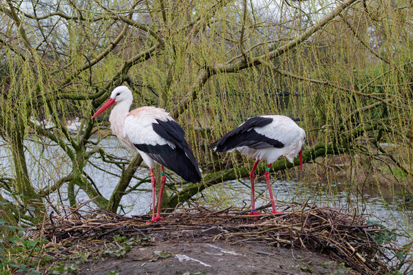 Two storks standing on a nest by a river, surrounded by willow trees. One stork is facing forward while the other is turned away, showcasing their distinctive black and white plumage and long red legs.