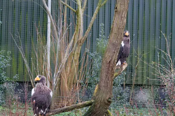 İki görkemli kartal bir ağaç dalına tünemiş, doğal bir ortamda, yeşillik ve arka planda bir çitle çevrili..