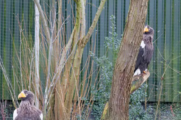 İki Steller 'ın deniz kartalı doğal yaşam ortamındaki bir ağaca tünemiş. Bir kartal yukarı bakarken diğeri ileri bakıyor, çıplak dallar ve yeşilliklerle çevrili..