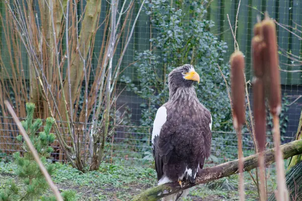 Yeşillik ve uzun bitkilerle çevrili, doğal bir ortamda bir dala tünemiş görkemli bir kartal. Kartalın çarpıcı bir görüntüsü var. Siyah bir vücudu ve beyaz kanatları var. Güçlü varlığını gösteriyor..