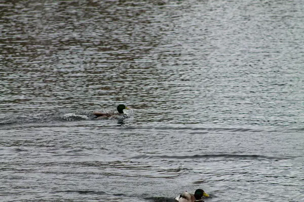 Etrafında dalgalar olan iki ördek sakin bir su kütlesinde yüzüyor. Sahne, ördeklerin hareketlerini ve suyun yansıtıcı yüzeyini gösteren doğanın sükunetini yakalıyor..