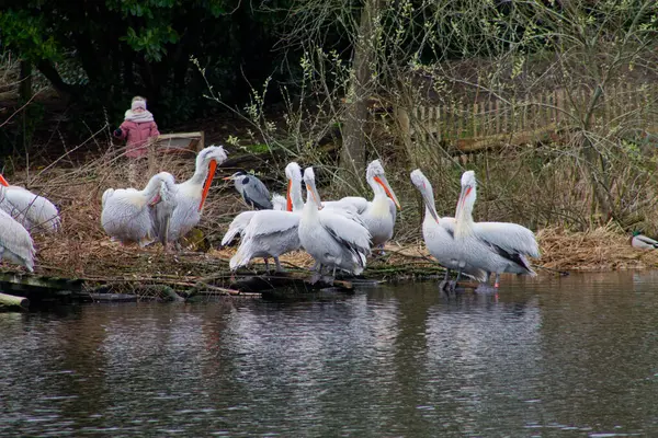 Bir grup beyaz pelikan suyun kenarında duruyorlar, etrafları kuru ot ve dallarla çevrili. Arka planda, pembe ceketli bir kişi ağaçlar ve yakınındaki ahşap çitlerle kısmen görülebilir..