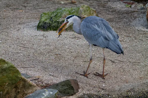 Gri bir balıkçıl kumlu bir yüzeyde duruyor, gagasında bir balık tutuyor. Arka planda kayalar ve doğal elementler var, sakin bir açık hava manzarası yaratıyorlar..