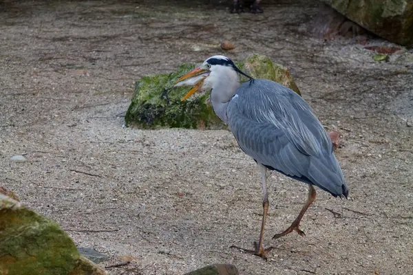 Gagasında bir balıkla kumlu zeminde yürüyen gri bir balıkçıl. Kuşun uzun bacakları ve ince bir boynu var. Etrafı kayalarla çevrili ve doğal bir yapısı var..
