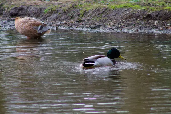 Yeşil başlı ve beyaz göğüslü bir erkek ördek sakin bir gölette yüzerken, dişi ördek arka planda avlanıyor. Su çevredeki yeşilliği yansıtıyor..