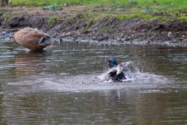 Başka bir ördek kıyıda yiyecek ararken bir ördek suya su sıçratıyor. Sahne, doğal ortamda vahşi yaşamın canlı etkileşimini yakalar..