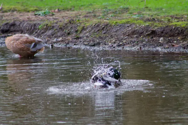 Bir ördek gölete su sıçratıyor, dalgalar ve su damlacıkları yaratıyor. Arka planda kısmen batmış bir ördek daha görülüyor. Sahne yeşil çimenli doğal bir ortamda geçiyor..