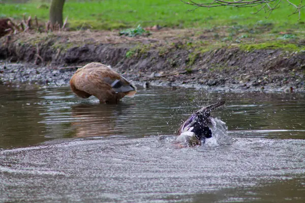 Bir başka kuş kıyıda avlanırken bir ördeğin suya düştüğü sakin bir gölet sahnesi. Arka plan yeşilliklerle doludur. Huzurlu bir doğal ortam yaratır..