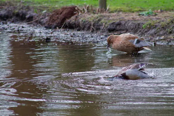 İki ördeğin olduğu sakin bir gölet sahnesi. Bir ördek yüzüyor ve suya sıçrıyor, diğeri ise kıyıda duruyor, sakin suda dalgalanmalar yaratıyor. Çevresi yemyeşil ve yemyeşil. Huzurlu atmosfere katkı sağlıyor..