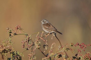 Dunnock (Prunella modularis) yakın plan çekimi, güzel bulanık bir arkaplan üzerinde ince bir çim dalında bulunur. Yumuşak sabah ışığı.