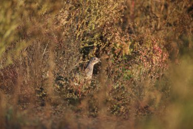 Erkek ve dişi yaygın sülün (Phasianus colchicus) doğal ortamlarında yumuşak sabah ışığında fotoğraflanmıştır. Tarla yolunda yiyecek arayan kuşlar.