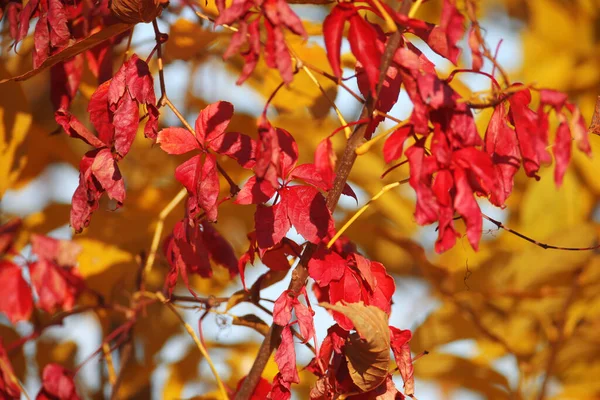 Folhas Vermelhas Amarelas Brilhantes Duas Árvores Diferentes São Atiradas Contra — Fotografia de Stock