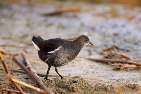 stock image Young common moorhen (Gallinula chloropus) close-up shot in early morning light walking along the bank of a pond