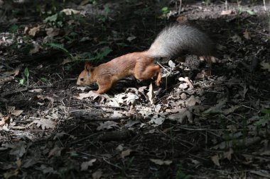 Yalnız bir kırmızı sincap (Sciurus vulgaris) yiyecek aramak için yerde koşar.