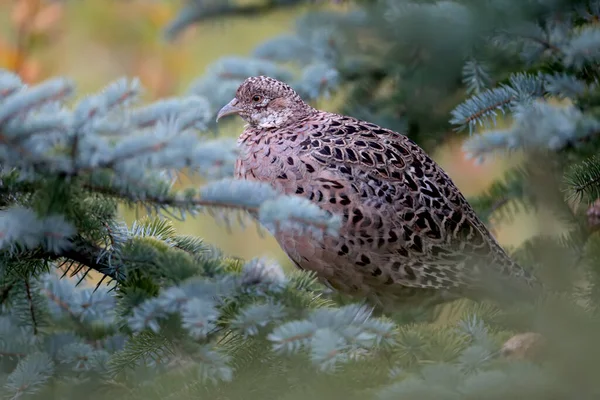 A female common pheasant (Phasianus colchicus) is photographed on the branches of a blue spruce, where she spent the night resting. Close-up and unusual photo angle