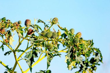 Mavi gökyüzüne karşı geniş dikenli meyveleri olan bir Datura çalısının yakın çekimi.