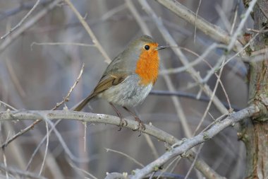 A male robin ( Erithacus rubecula) in winter plumage is photographed on the branches of a tree in its natural habitat. Details of plumage and identifying features of the bird are clearly visible