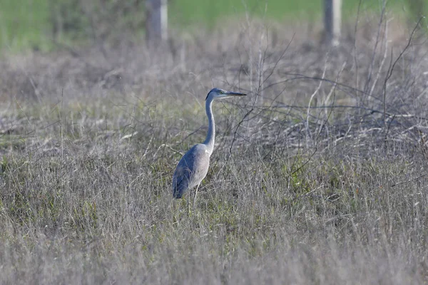 A solitary gray heron Ardea cinerea stands on the ground among dried grass and plants in the middle of a field.