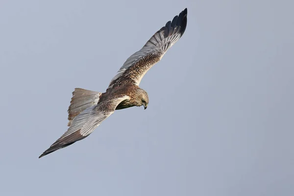 青い空に対して飛行中の男性西部の湿地の障壁 サーカスAeruginosus のクローズアップ 捕食者の羽毛の詳細と兆候の定義がはっきりと見える — ストック写真