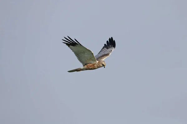 青い空に対して飛行中の男性西部の湿地の障壁 サーカスAeruginosus のクローズアップ 捕食者の羽毛の詳細と兆候の定義がはっきりと見える — ストック写真