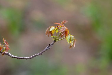  Genç yapraklı ceviz dalı, yumuşak sabah ışığında bulanık bir arka planda çekilmiş..