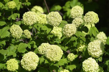 Süslü guelder gül gülü çiçekleri (Kartopu çiçekleri) yumuşak sabah ışığında çok yakın çekim