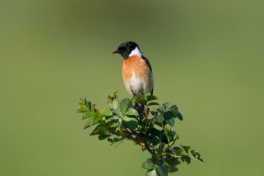 Parlak yeşil bir gül çalısı üzerinde bulanık bir arkaplan üzerinde erkek bir Avrupa taş şapkasının (Saxicola rubicola) yakın plan fotoğrafı. yumuşak sabah ışığı