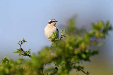 Bir erkek buğday sakalı (Oenanthe oenanthe) alışılmadık bir yerde, parlak mavi gökyüzüne karşı bir yaban gülü çalılığında çekildi. Yakın plan fotoğraf.