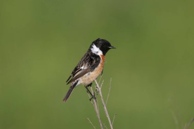 Parlak yeşil bir gül çalısı üzerinde bulanık bir arkaplan üzerinde erkek bir Avrupa taş şapkasının (Saxicola rubicola) yakın plan fotoğrafı. yumuşak sabah ışığı
