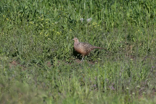 清晨时分 一对普通野鸡和一只母野鸡在一片麦田附近的晨光中被拍到 — 图库照片