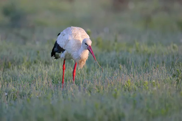 Male Female White Stork Filmed Misty Morning Light Green Grass — Stock Photo, Image