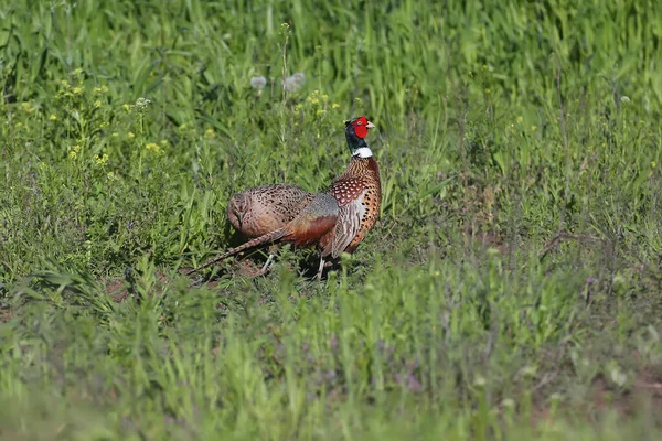 stock image A pair and a female of a common pheasant are photographed in the early morning near a field of wheat in the rays of the morning soft light.