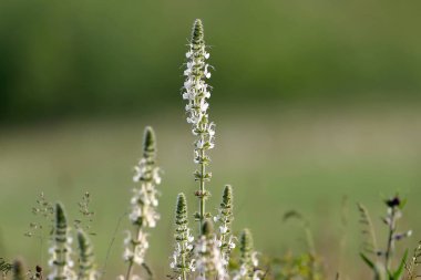 Avusturya adaçayının (Salvia austriaca) tek bir kökü, dağınık gün ışığında bulanık yeşil bir arkaplanda fotoğraflanmıştır.
