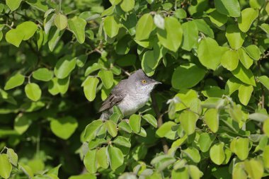 Kıvrımlı ötleğen kuşu (Curruca nisoria), yumuşak sabah güneşinde doğal ortamında çalılıklarda parlak sarı bir göze sahiptir.
