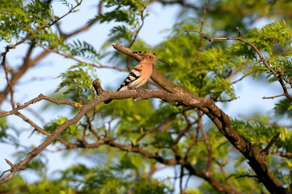 Hoopoe Eurasiático Épocas Upupa Fotografado Perto Galho Árvore Grossa Pássaro — Fotografia de Stock