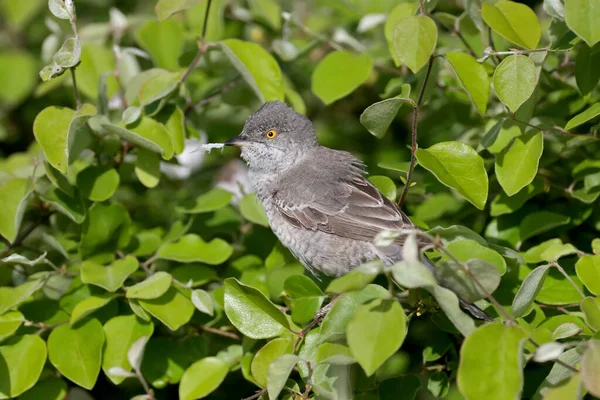Kıvrımlı ötleğen kuşu (Curruca nisoria), yumuşak sabah güneşinde doğal ortamında çalılıklarda parlak sarı bir göze sahiptir.
