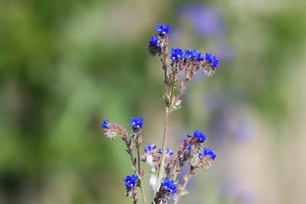 Stem Flowering Anchusa Shot Close Blurred Background Summer Field Wild — Stock Photo, Image