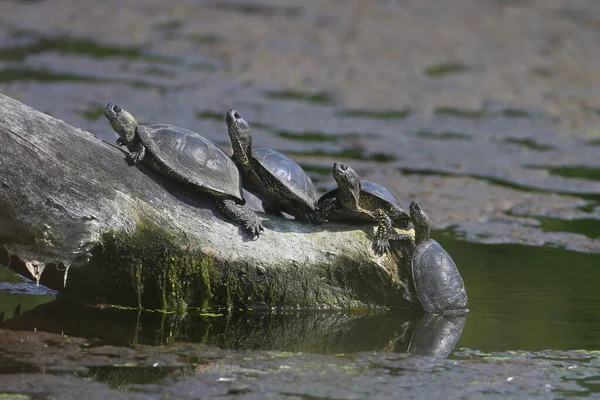 Four European Pond Turtles Emys Orbicularis Lined Get Out Water — Stock Photo, Image
