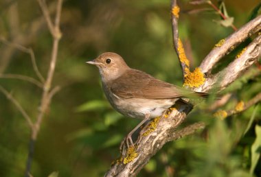 Yetişkin bir Oriental Nightingale (Luscinia luscinia), sık bir çalılığın çeşitli dallarında yakın planda fotoğraflanmıştır. Ayrıntılı tüylü fotoğraflar ve tanımlayıcı özellikler açıkça görülebilir