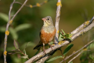 Parlak üreme tüyleri ile ortolan (Emberiza hortulana), bulanık bir arka plan ve çok yakın çekim yumuşak sabah ışığında çekilir. Kuş da şarkı söylüyor..