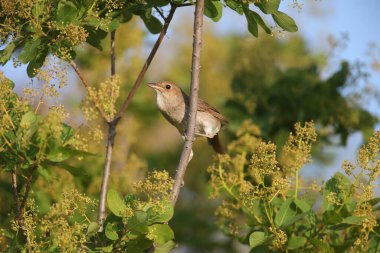 Yetişkin bir Oriental Nightingale (Luscinia luscinia), sık bir çalılığın çeşitli dallarında yakın planda fotoğraflanmıştır. Ayrıntılı tüylü fotoğraflar ve tanımlayıcı özellikler açıkça görülebilir